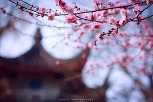 寄了一整个春天,一封寄往春天的深情信笺